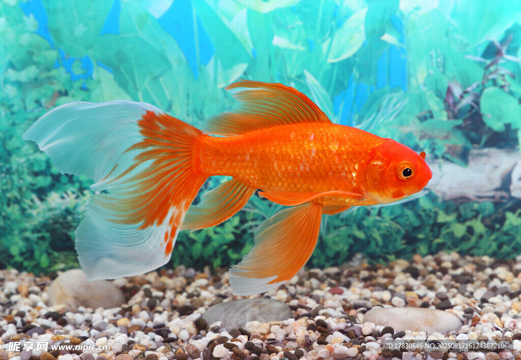 缸中游動的艷麗金魚