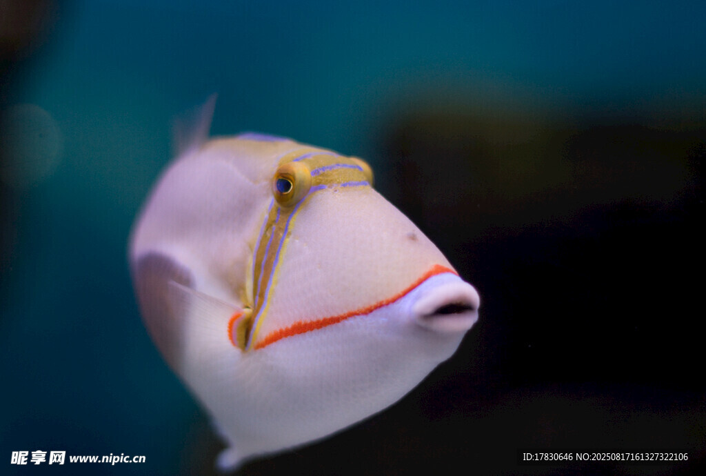 可愛(ài)蝴蝶魚(yú)特寫(xiě)