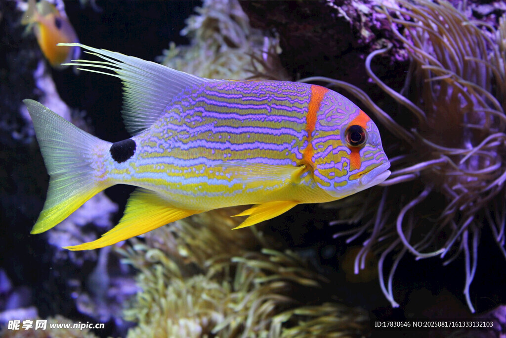 色彩斑斕的海洋觀賞魚(yú)