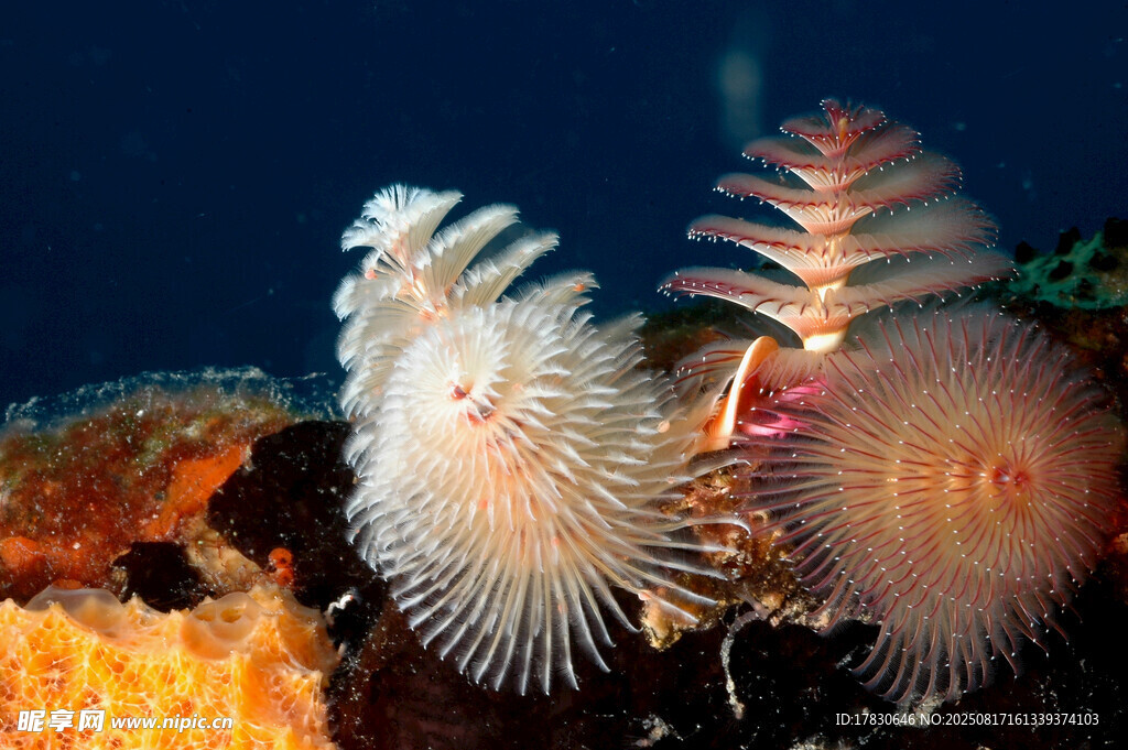 海洋中的奇異羽狀海生生物