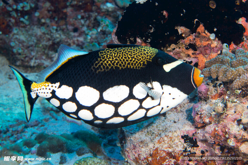 海洋中帶斑點的獨特魚類