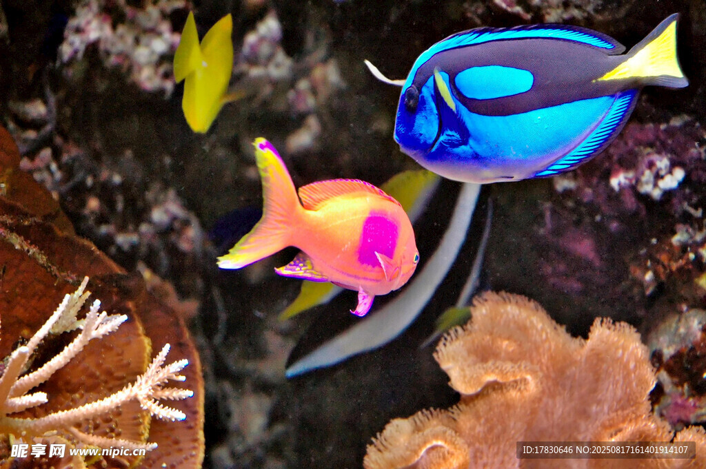 海底多彩熱帶魚與珊瑚