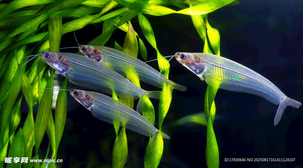 水草間游動的群魚