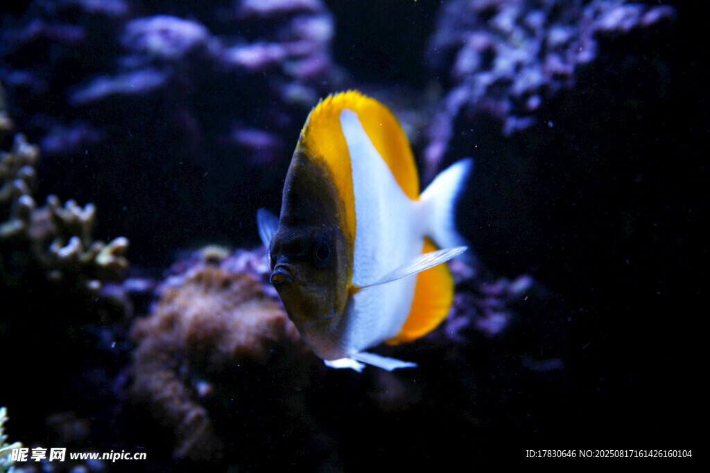 海洋中的美麗條紋觀賞魚(yú)