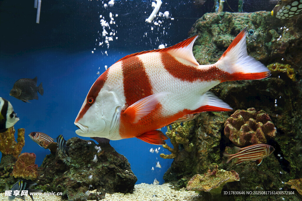 紅白條紋海魚(yú)悠游海底