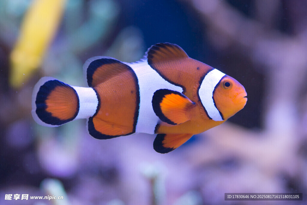 游動的小丑魚