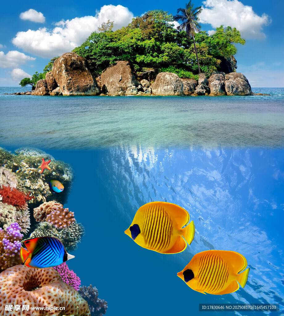 海底美景與靈動熱帶魚