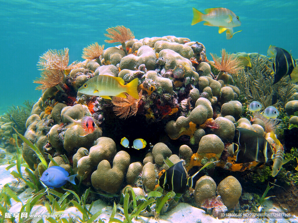 海底珊瑚礁與多彩魚類