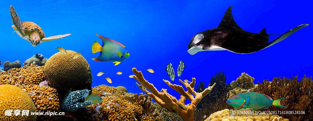海底世界奇幻海洋生物