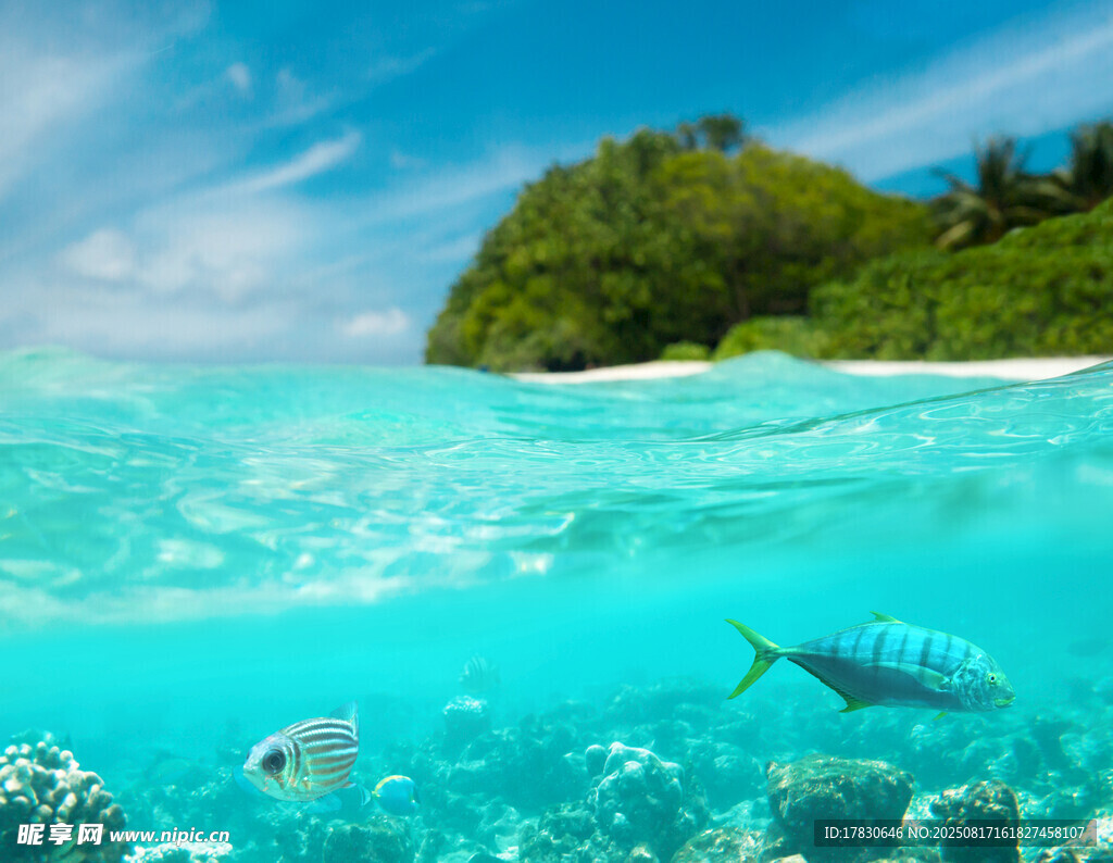 海底美景與靈動游魚