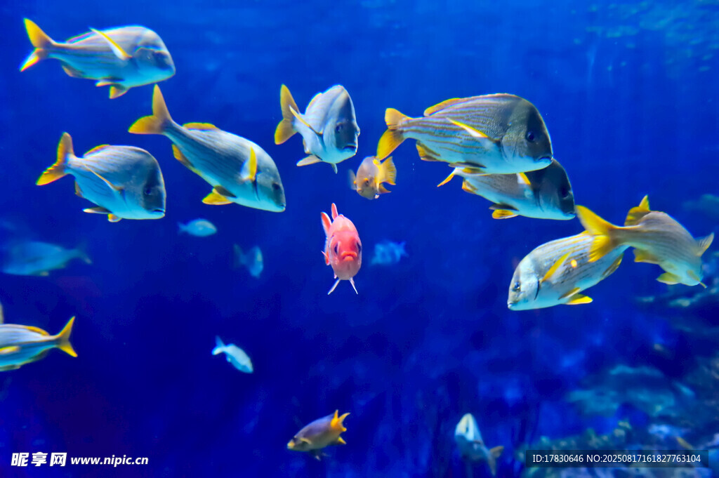 海洋中游動的多彩魚類