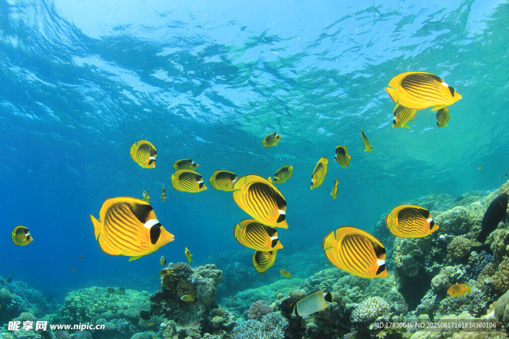 海底暢游的黃色熱帶魚群