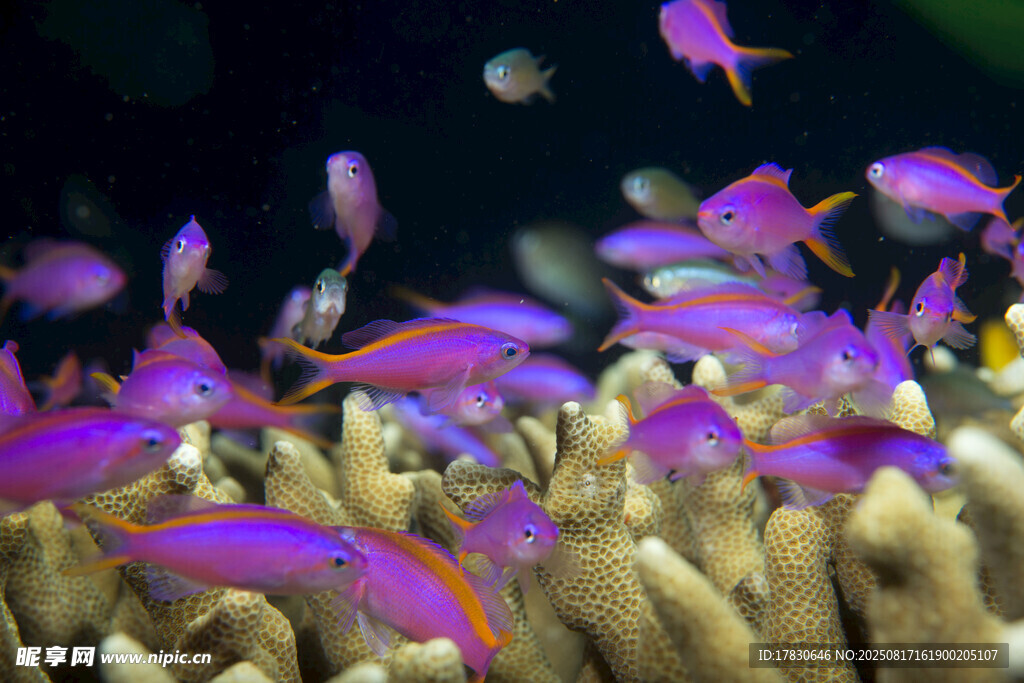 絢麗珊瑚叢中的繽紛小魚(yú)