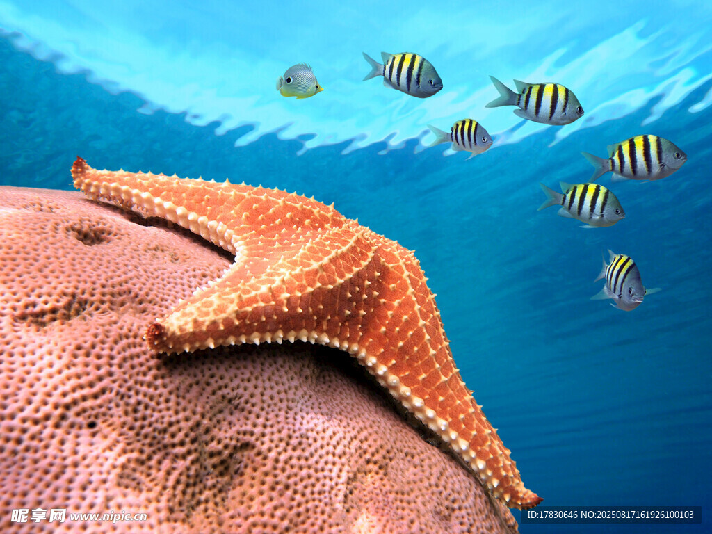 海底海星與群魚的美妙畫面