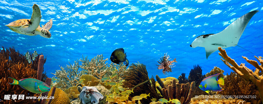 海底世界的多彩魚類景觀