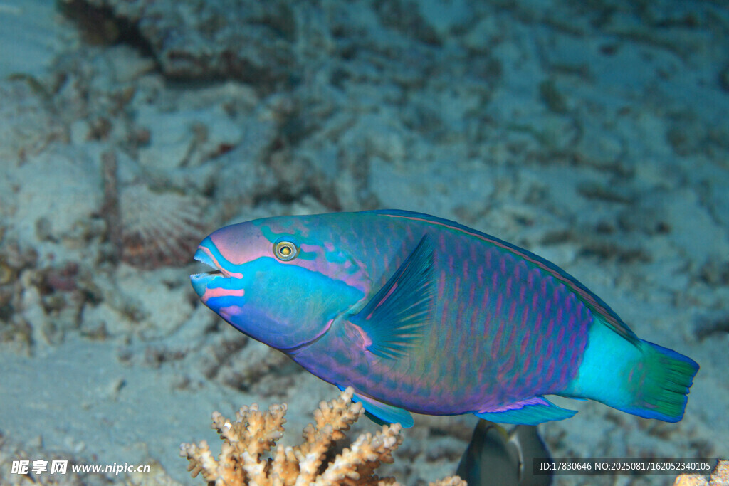 色彩斑斕的海洋熱帶魚