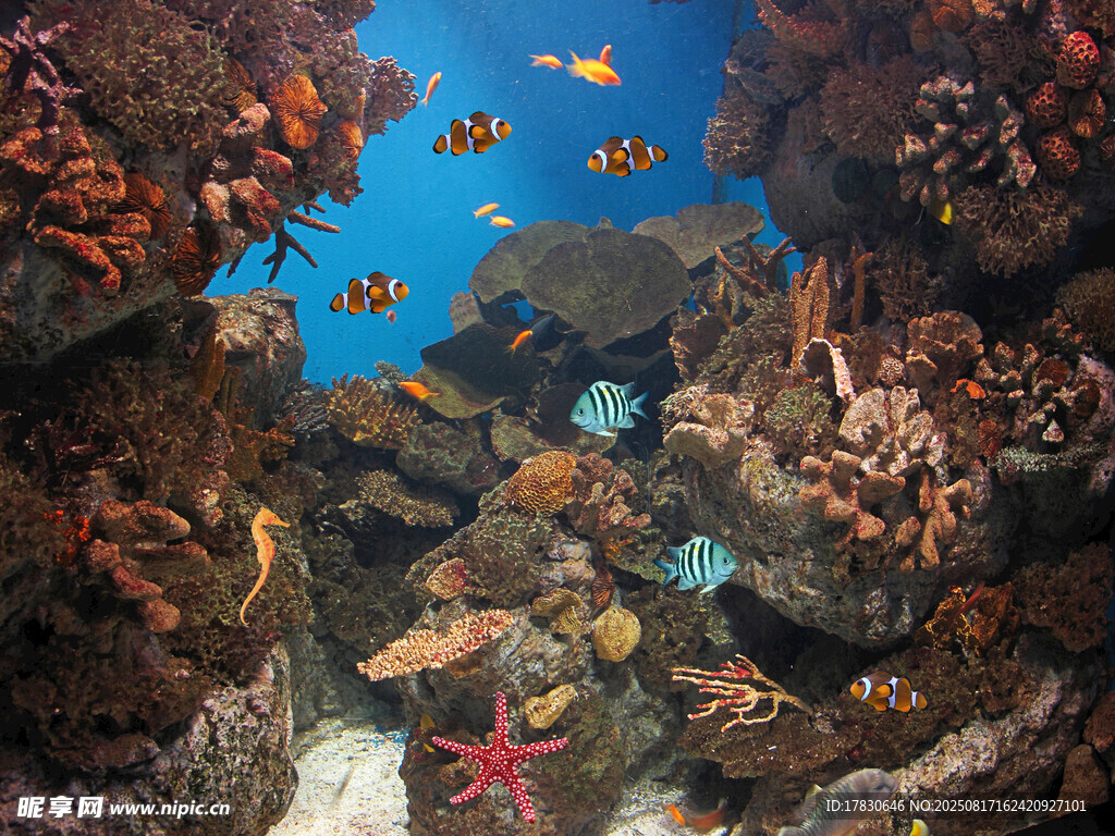海底多彩魚群與珊瑚景觀