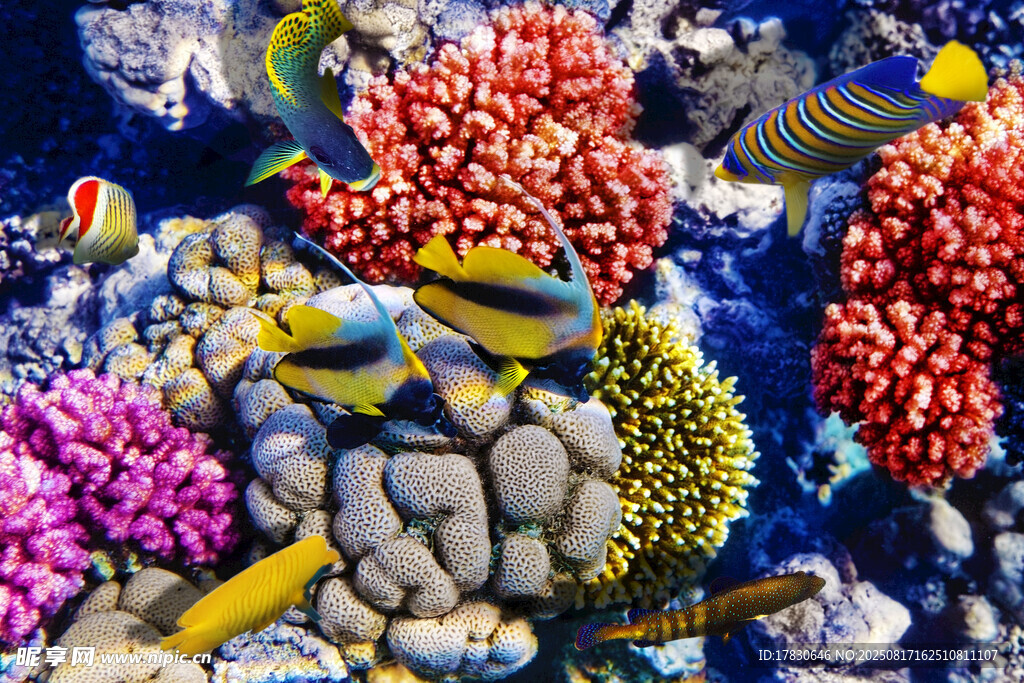 多彩海底世界的熱帶魚珊瑚