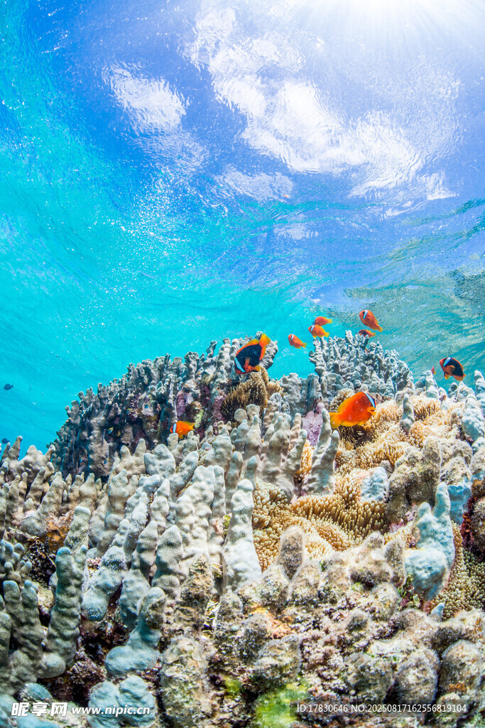 海底珊瑚與多彩魚兒景觀
