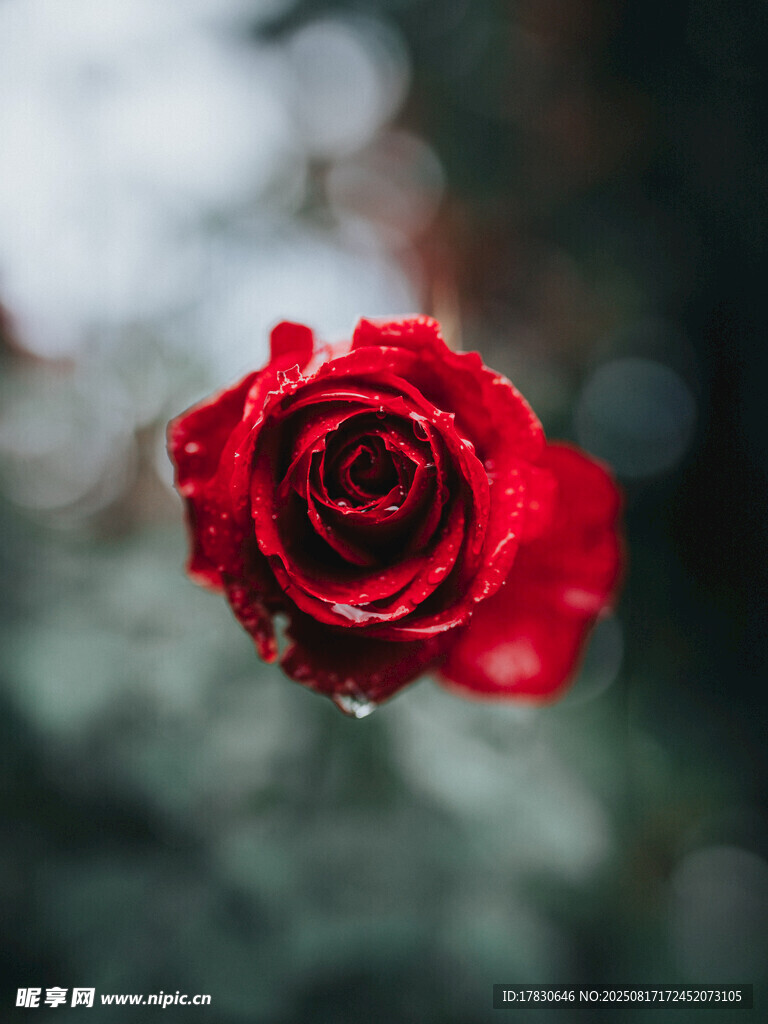 帶水珠的嬌艷紅玫瑰