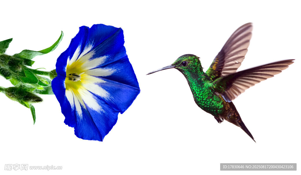 蜂鳥與藍(lán)花的美妙瞬間