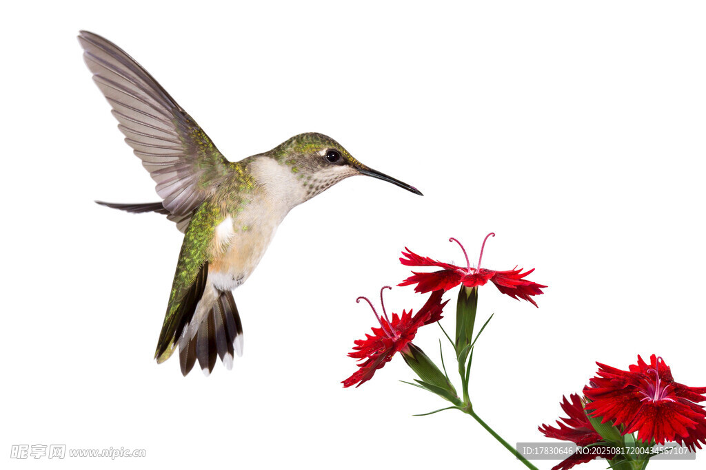 蜂鳥花間飛舞