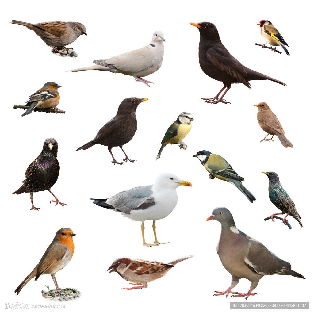 多樣鳥類集合展示