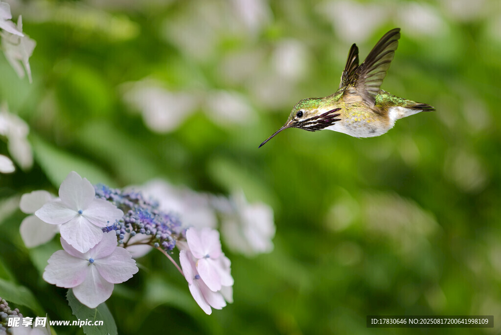 蜂鳥飛舞于花叢間