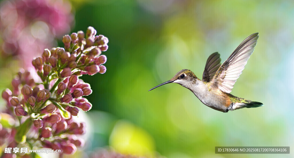 蜂鳥飛舞于繁花間