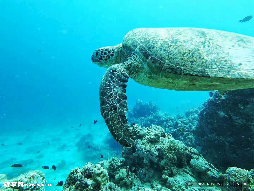 海龜在海底珊瑚間游動