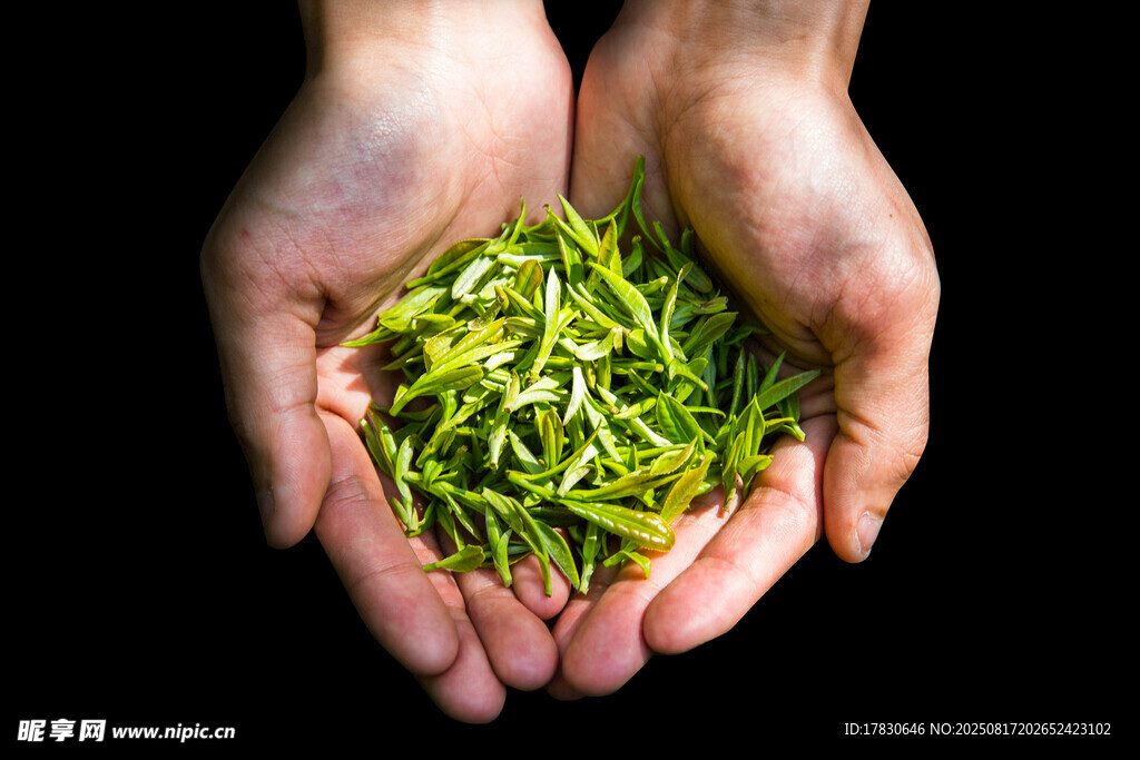 雙手捧起嫩綠新鮮茶葉