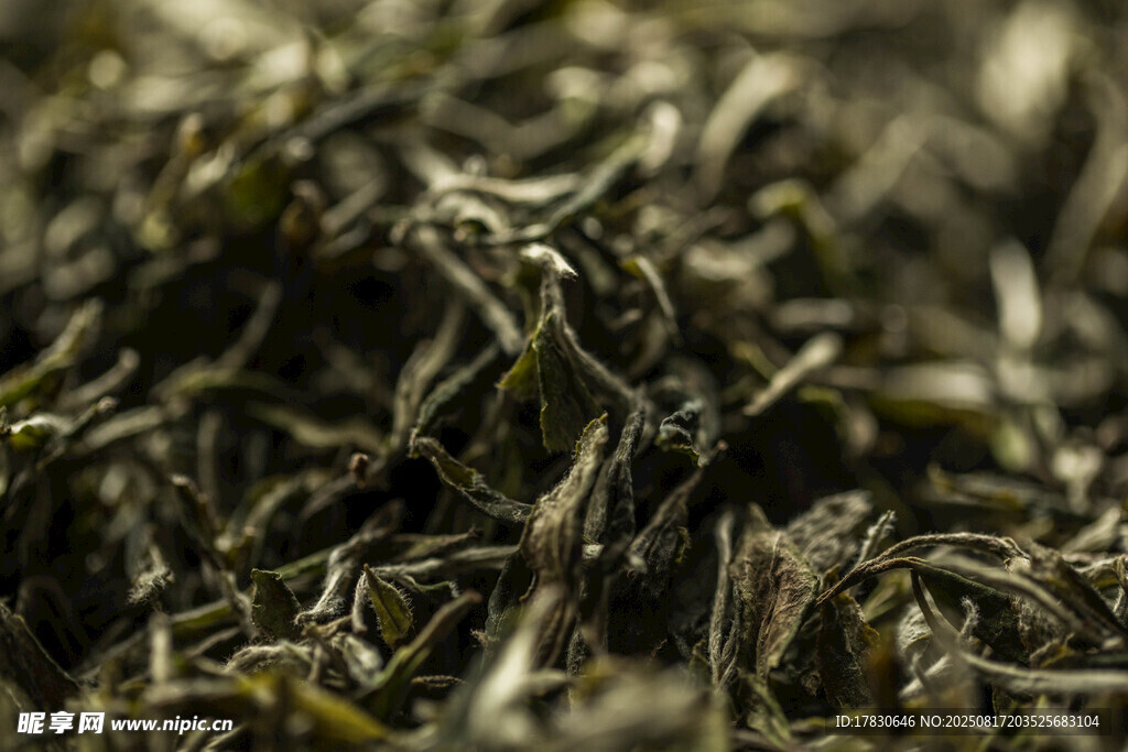 新鮮茶葉特寫