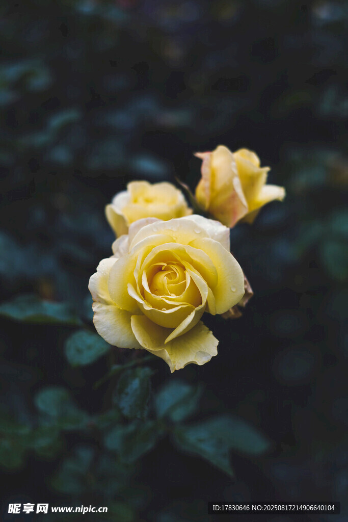 三朵綻放的黃色玫瑰花