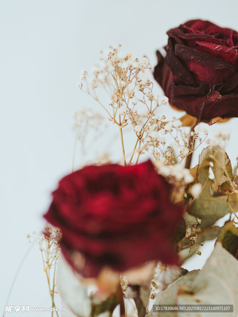 干玫瑰花與白色花材組合