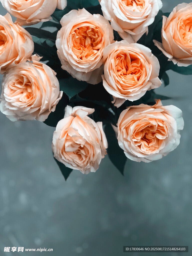 粉色玫瑰花束特寫(xiě)