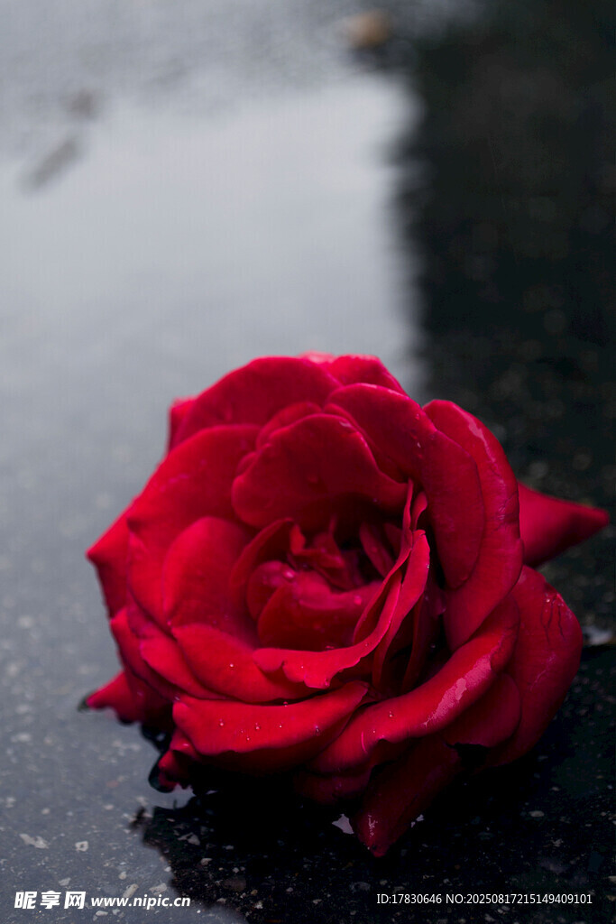 雨中紅玫瑰