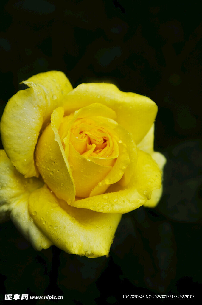 嬌艷黃色月季花特寫(xiě)