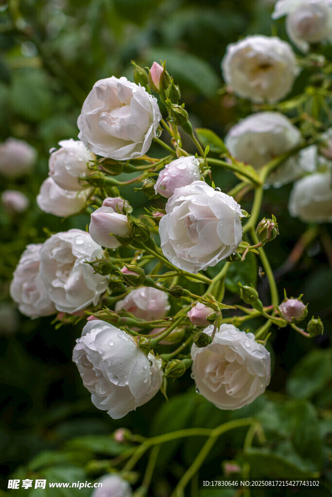 白色薔薇花綻放