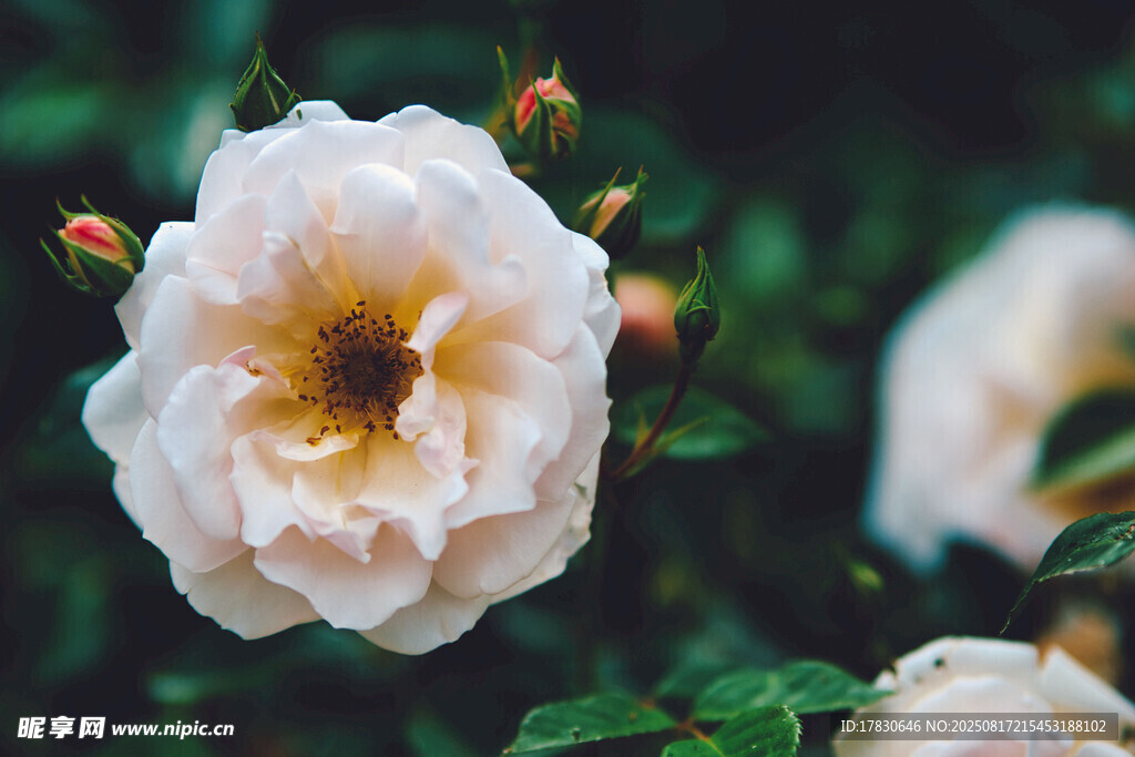 白色薔薇綻放