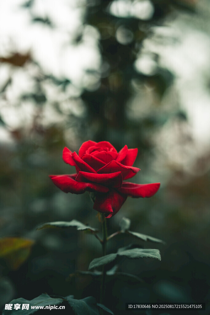 嬌艷紅玫瑰綻放于自然