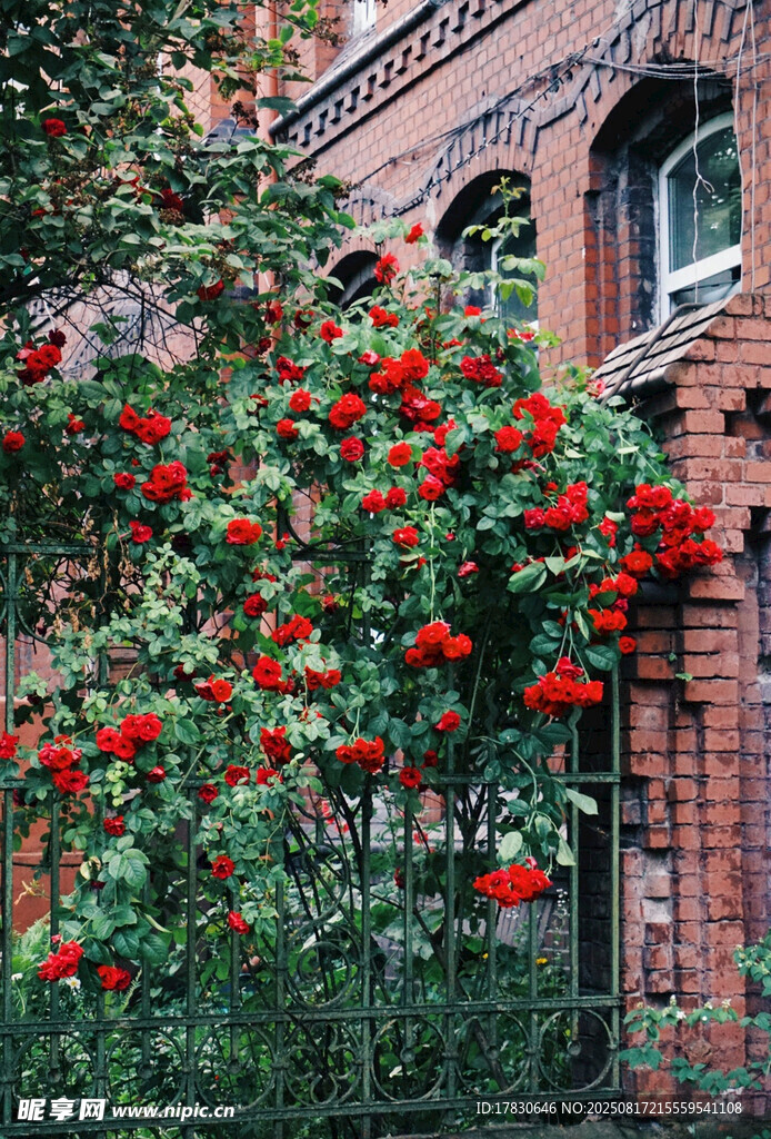 紅磚墻上的艷麗紅薔薇