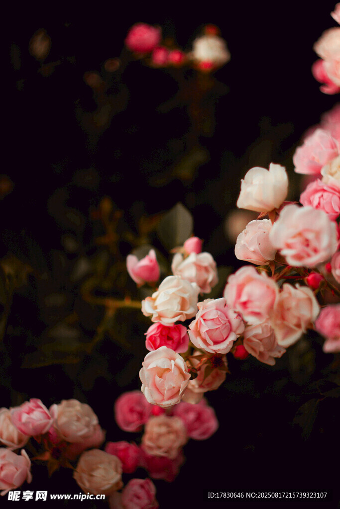 嬌艷粉色薔薇花綻放