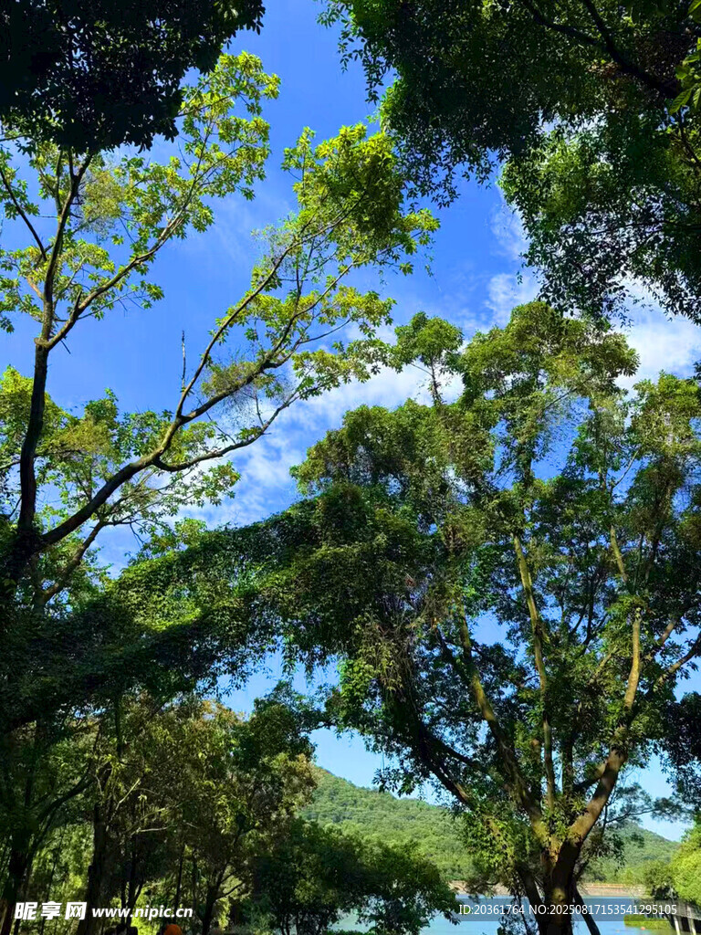 藍天綠樹自然風(fēng)光圖景