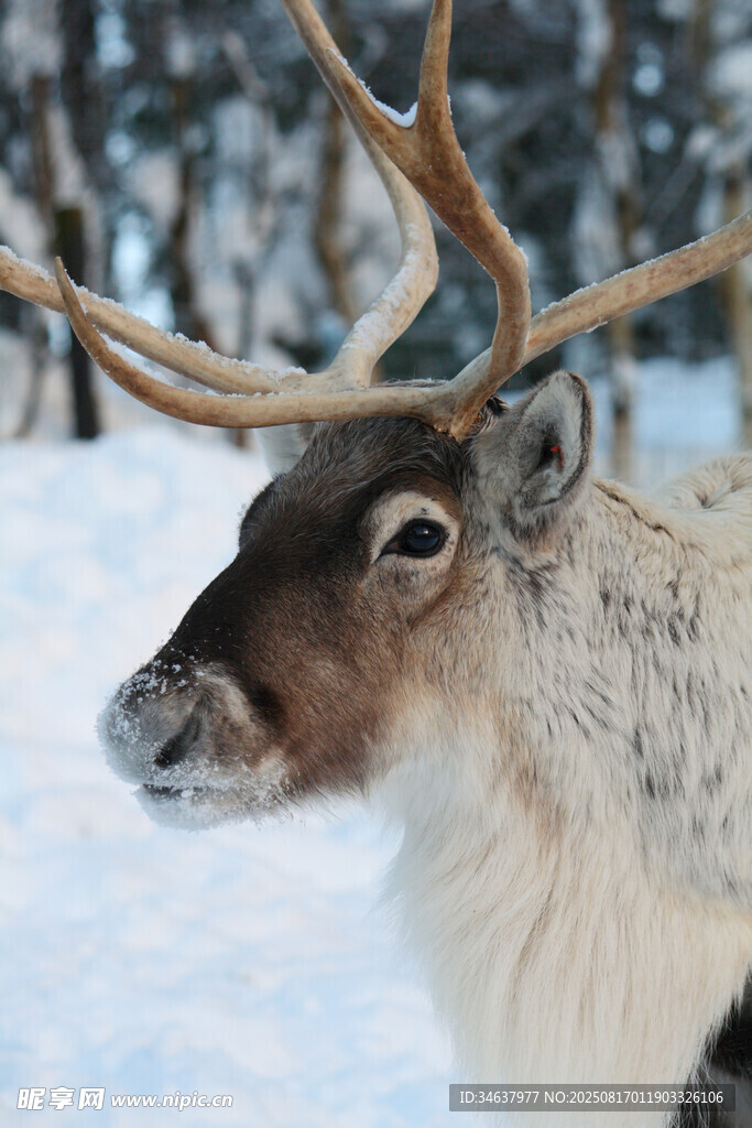 雪地中的馴鹿