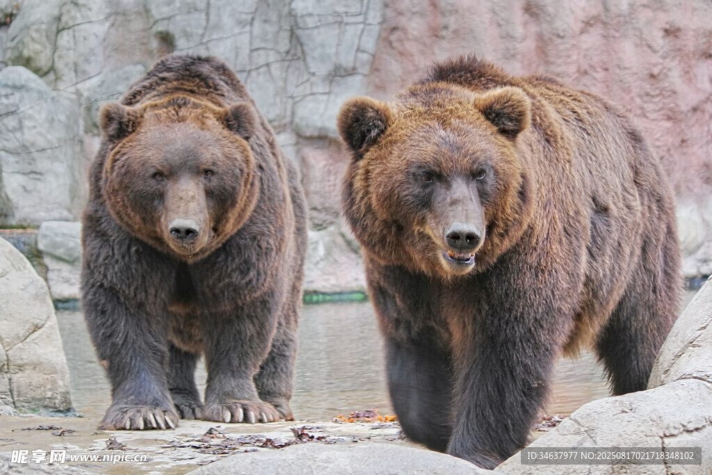 兩只棕熊漫步動(dòng)物園