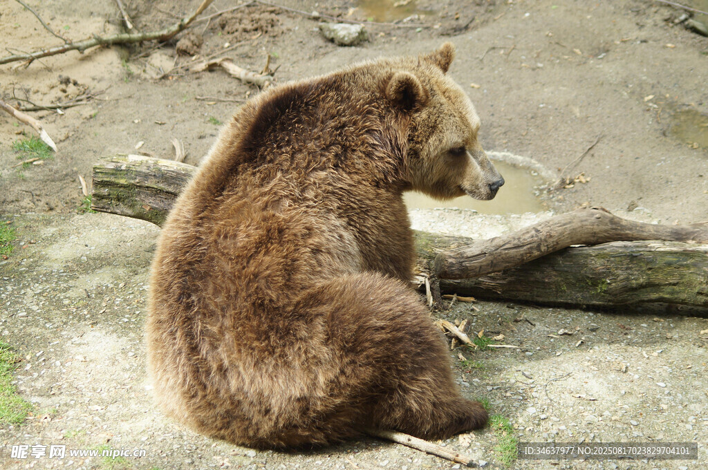獨(dú)坐的棕熊