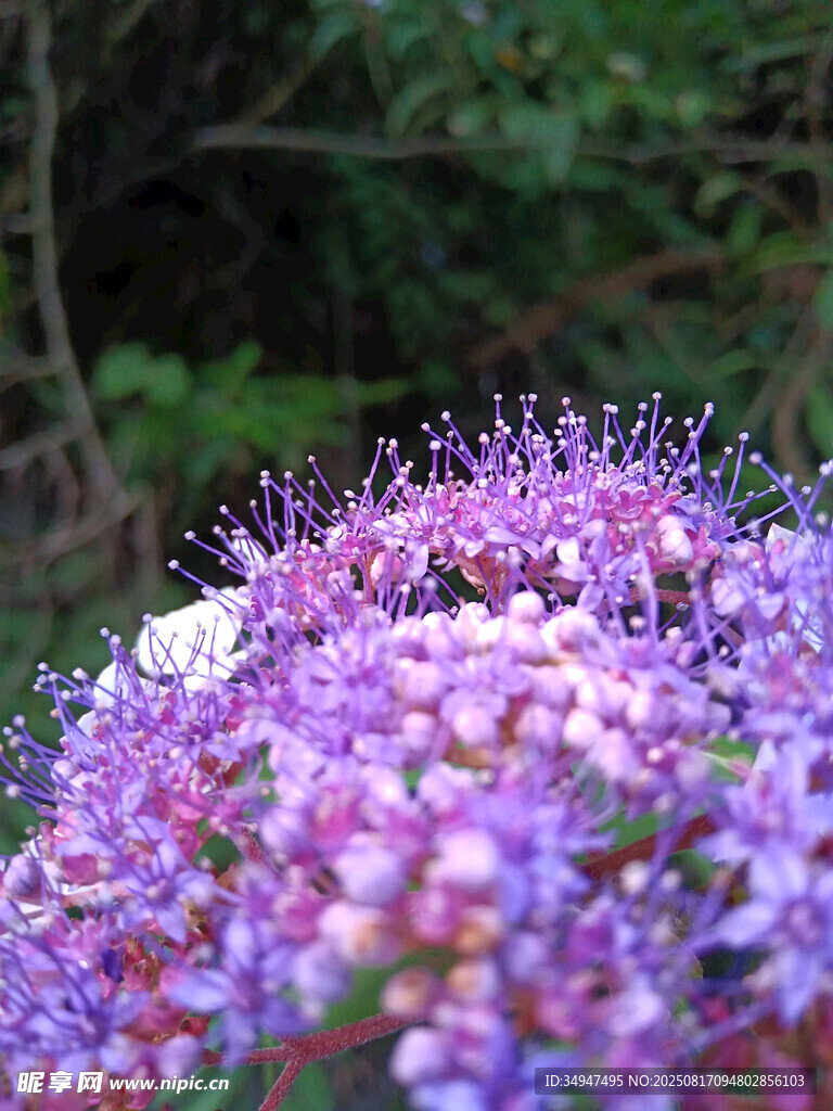 紫色花卉綻放的美麗景致