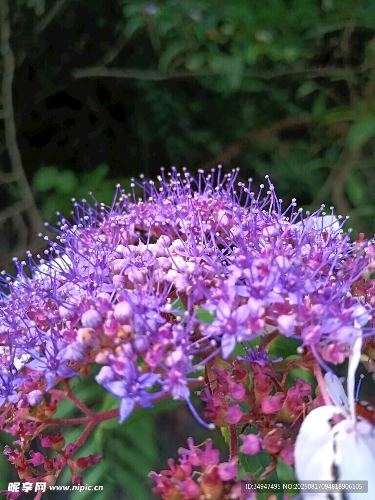 紫色花卉特寫