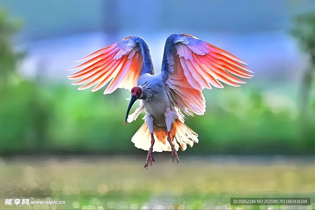 朱鹮