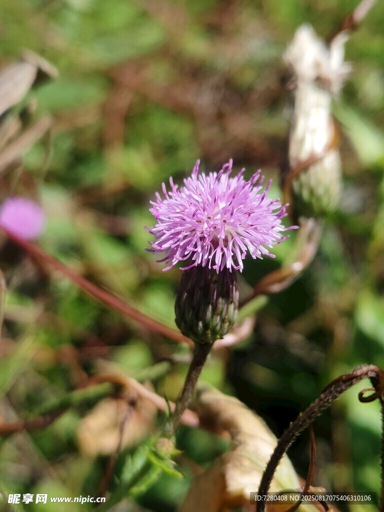 紫色薊花綻放于草叢